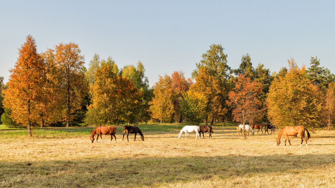 Sélection Automne