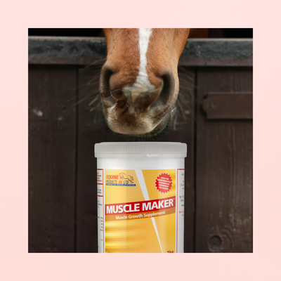 Muscle Maker | QUALITÉ ET PROTECTION DE LA MASSE MUSCULAIRE | CHEVAL ATHLÈTE